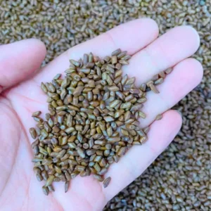 Cassia Tora