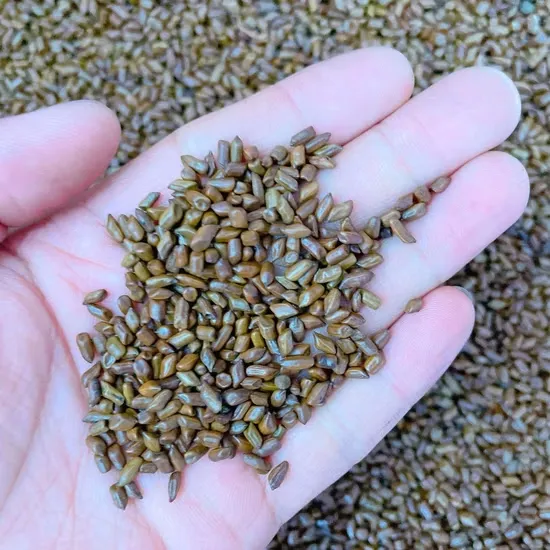 Cassia Tora