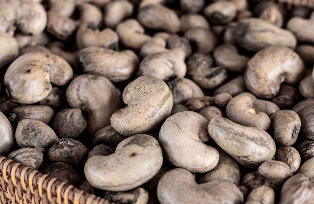 Raw Cashew Nuts