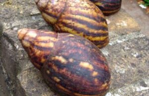 Snail