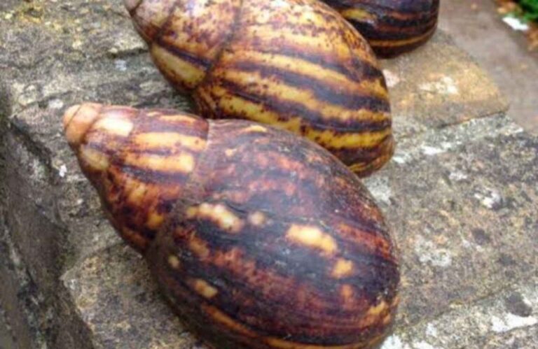 Snail