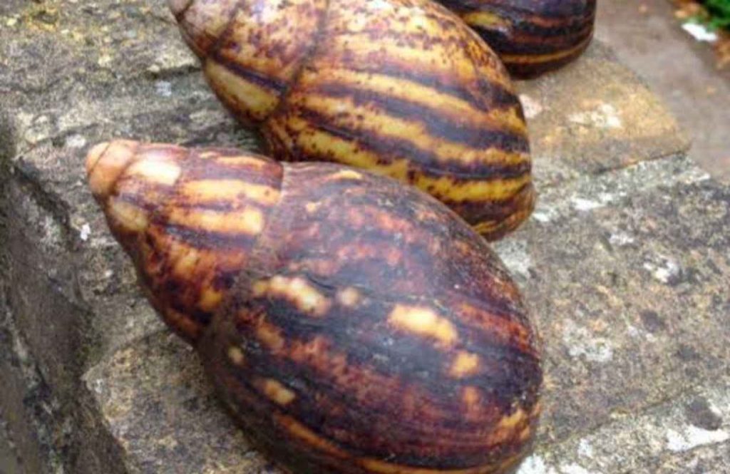 Snail
